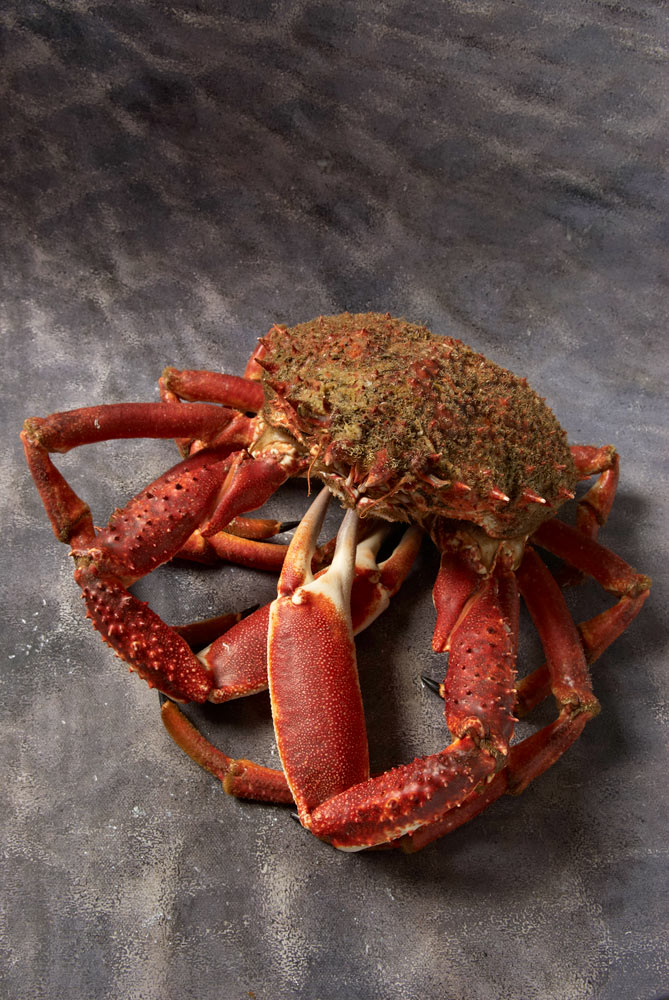 poissons er crustacés du Finistère