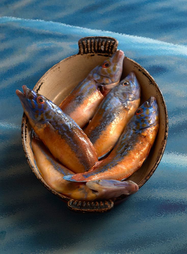 poissons er crustacés du Finistère