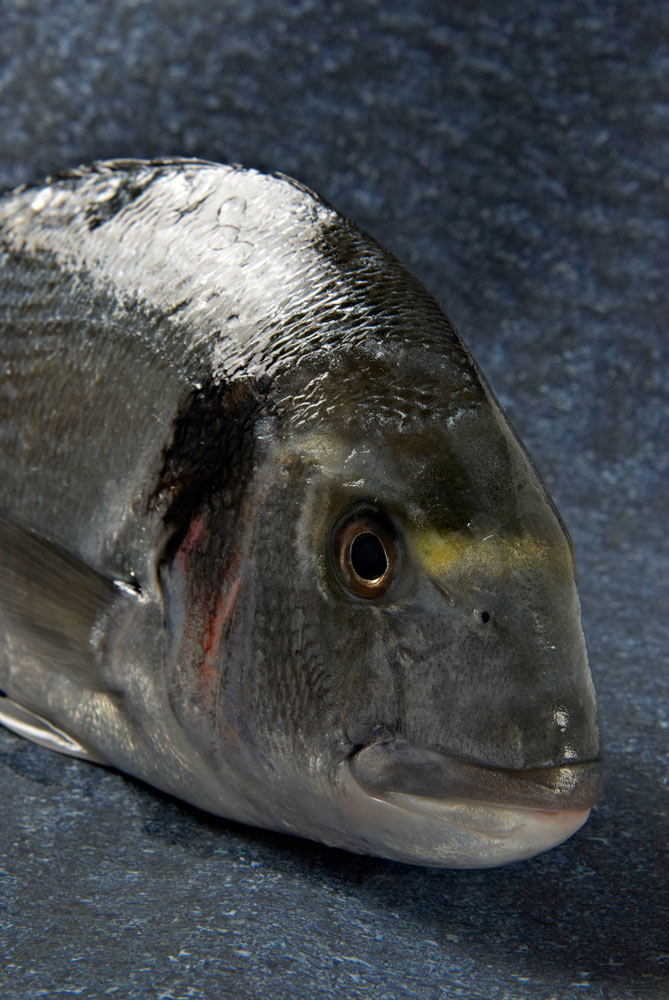 poissons er crustacés du Finistère