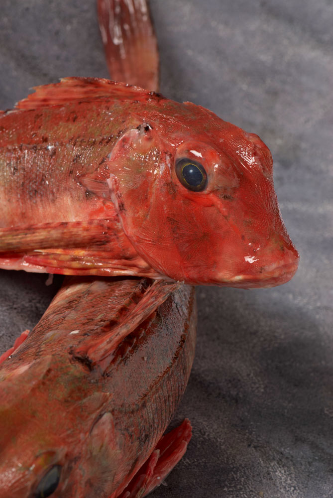 poissons er crustacés du Finistère