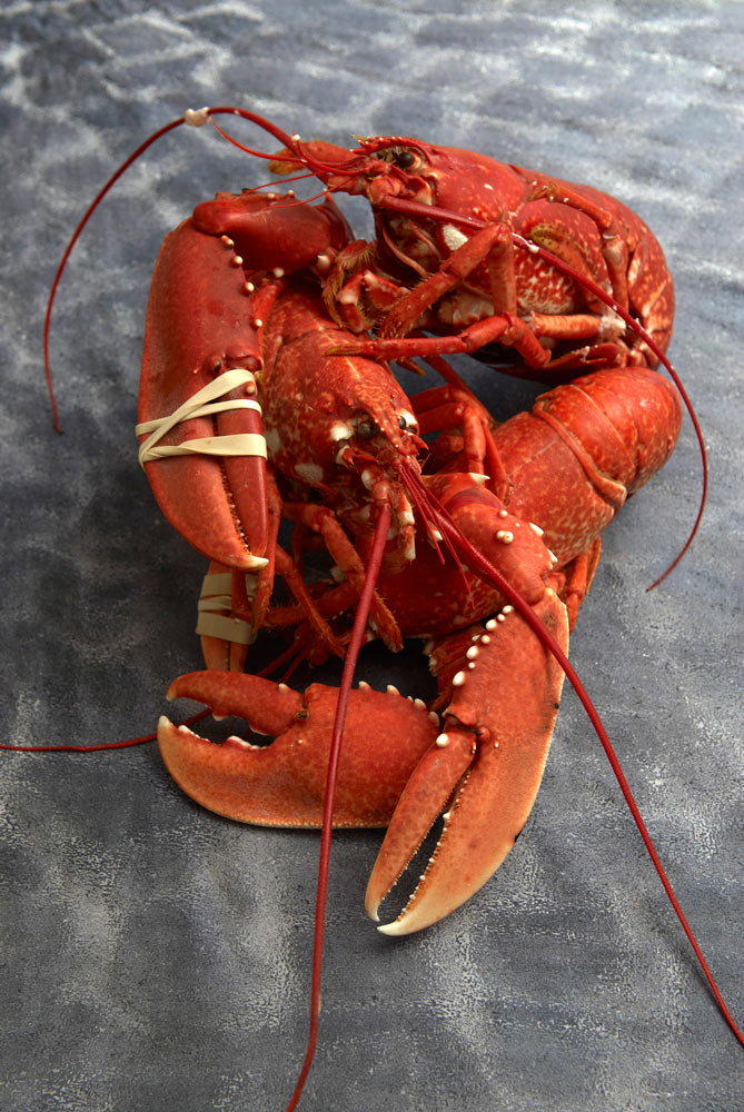 poissons er crustacés du Finistère