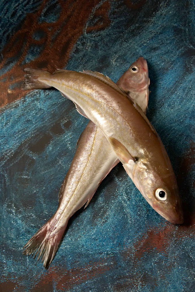 poissons er crustacés du Finistère