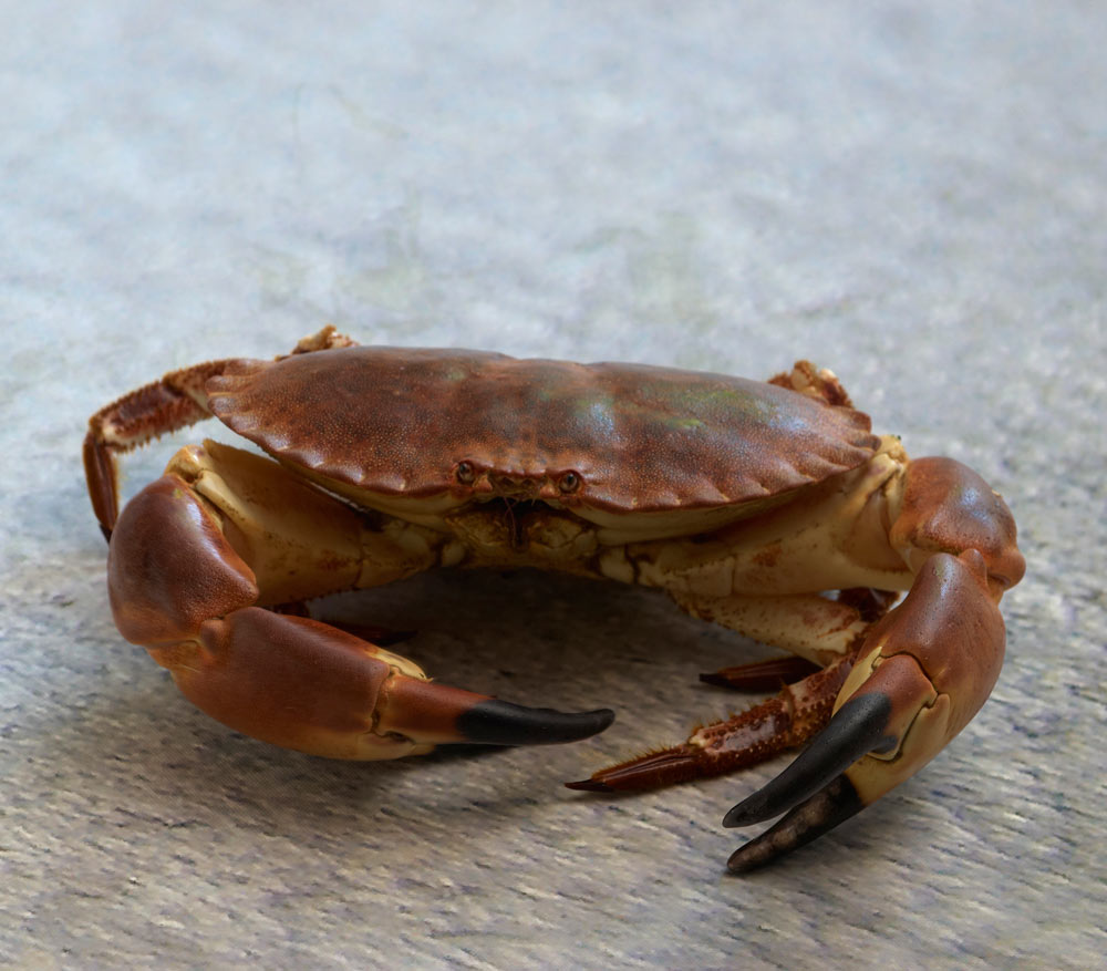 poissons er crustacés du Finistère