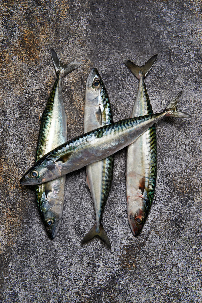 poissons er crustacés du Finistère