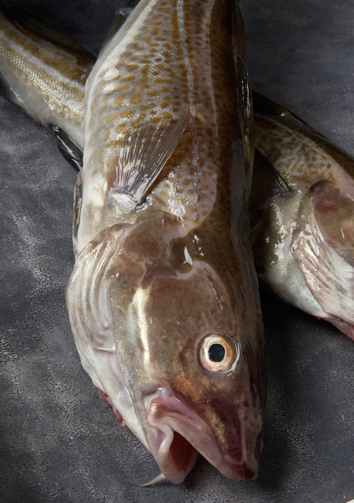 poissons er crustacés du Finistère