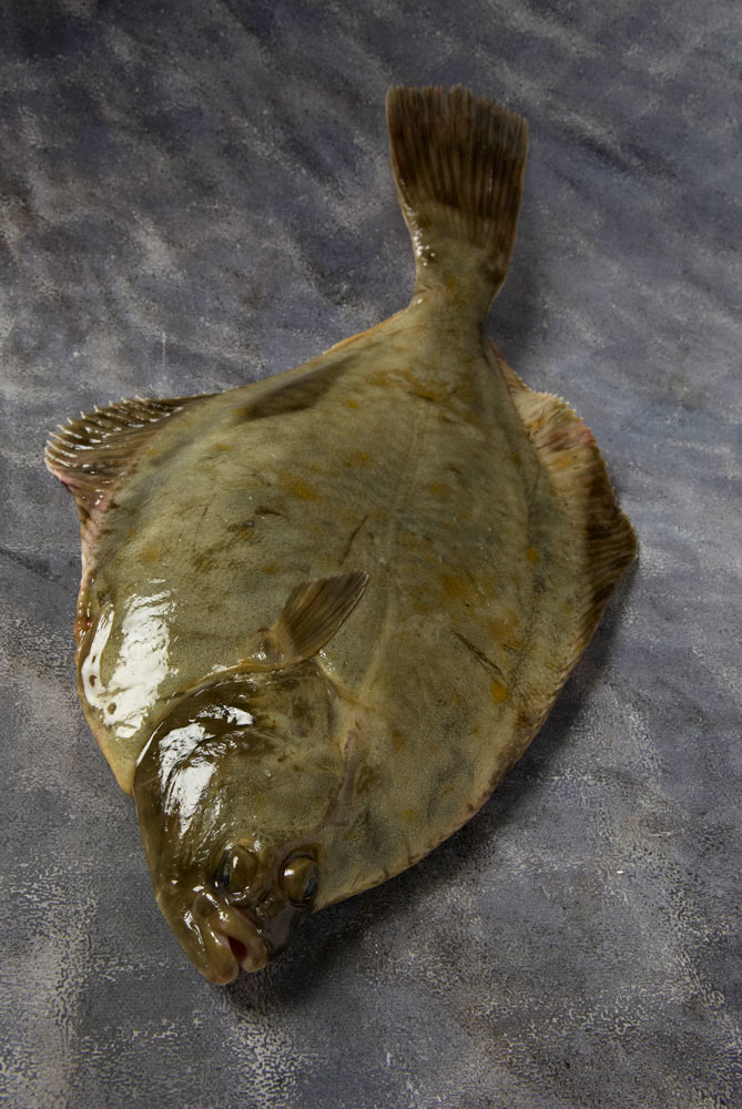 poissons er crustacés du Finistère