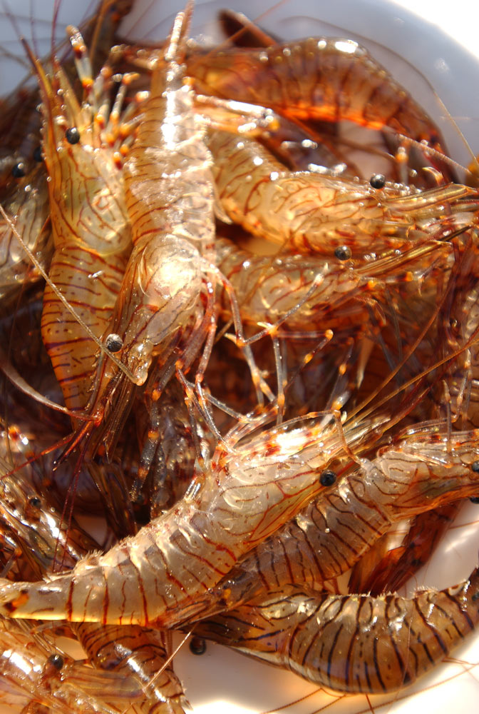 poissons er crustacés du Finistère