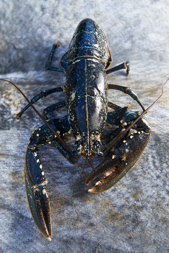 poissons er crustacés du Finistère