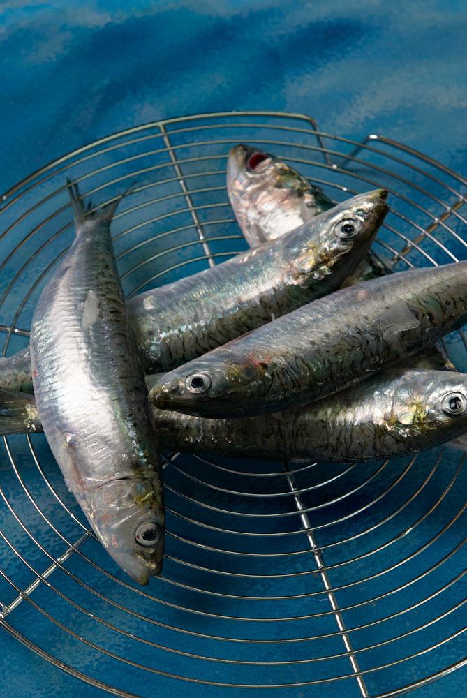 poissons er crustacés du Finistère