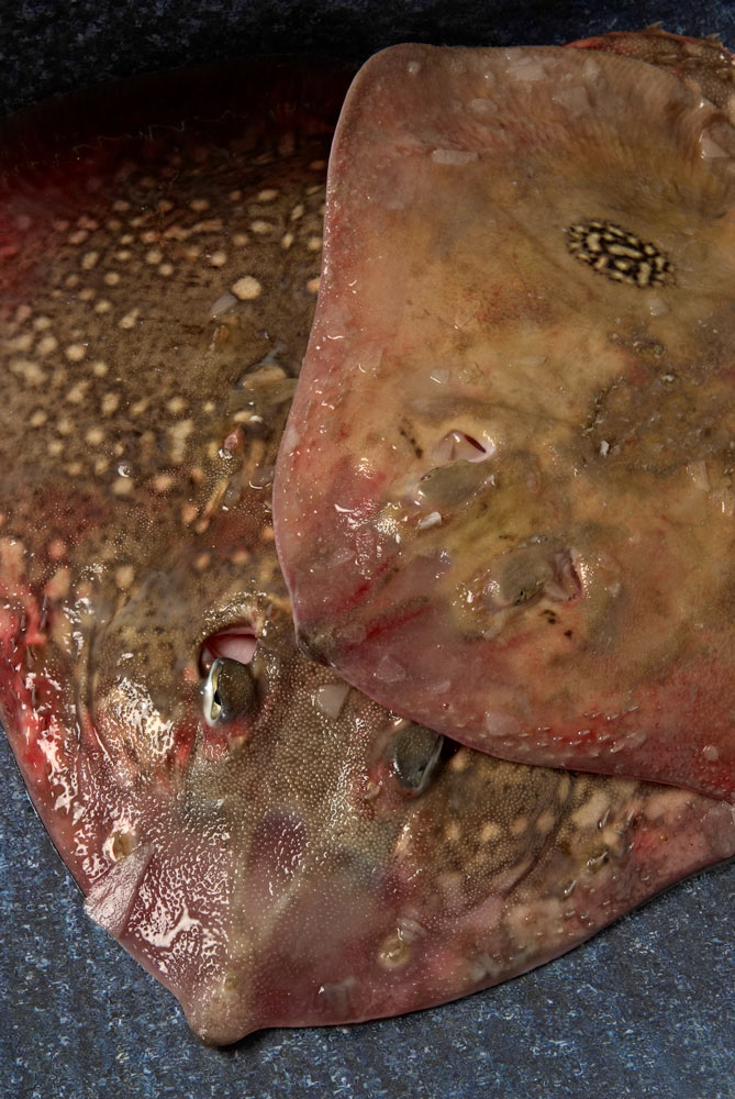 poissons er crustacés du Finistère