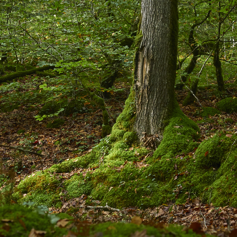 arbres en foret d Huelgoat