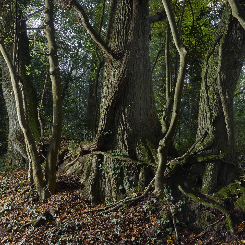 arbres en foret de Plomelin,rive de l Odet