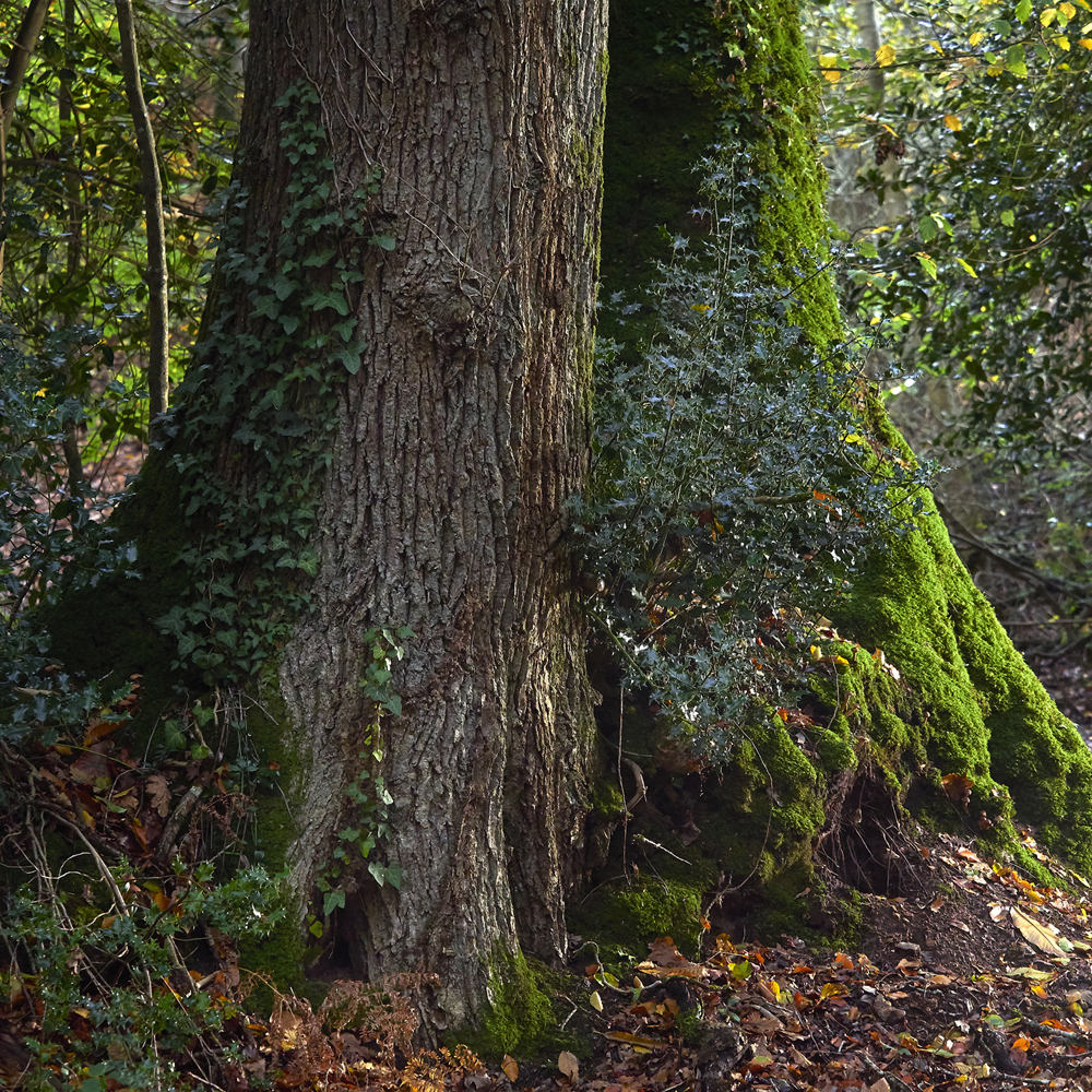 arbres en foret de Plomelin,rive de l Odet