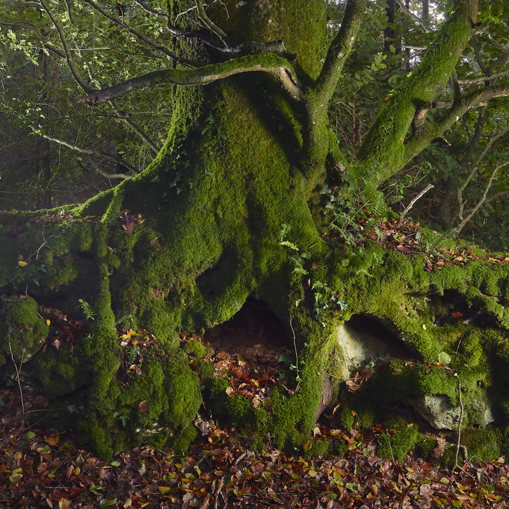 photographie d'arbres en forêt du Cranou - Finistère