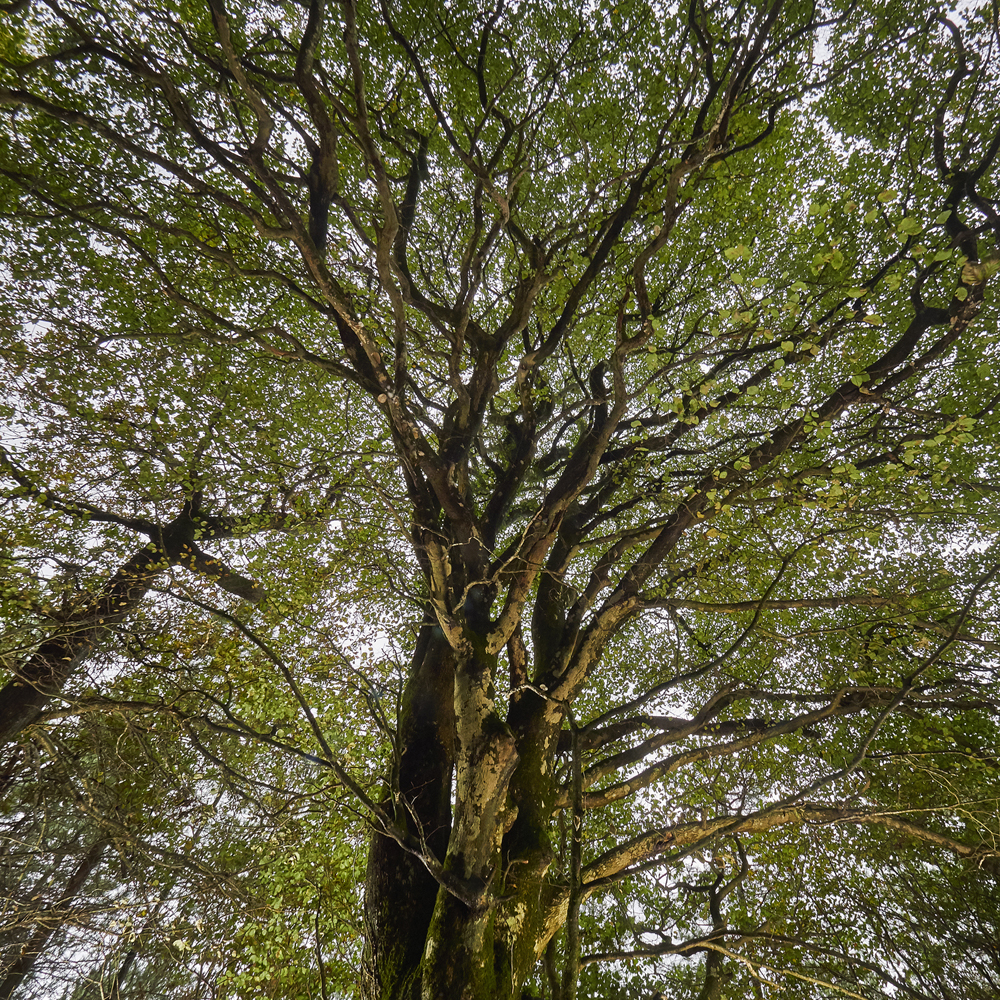 arbres en foret de Plomelin,rive de l Odet