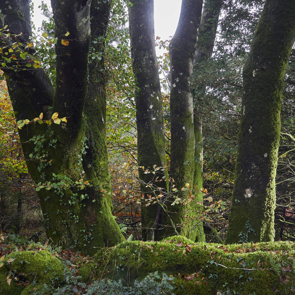 photographie d'arbres en forêt du Cranou - Finistère