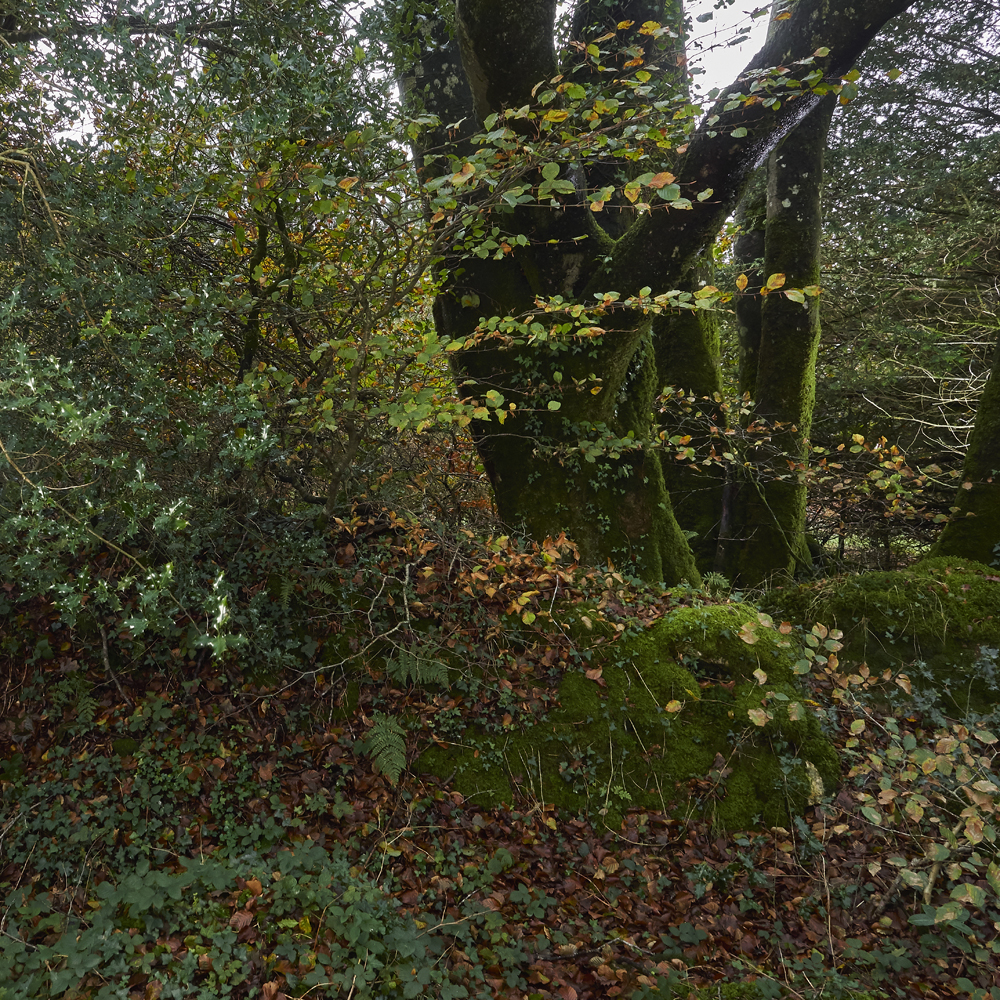 photographie d'arbres en forêt du Cranou - Finistère