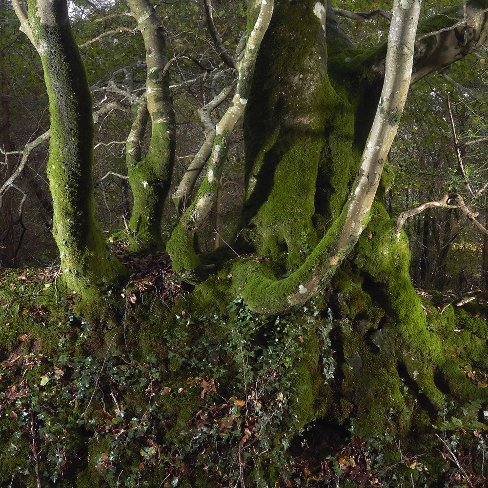 photographie d'arbres en forêt du Cranou - Finistère