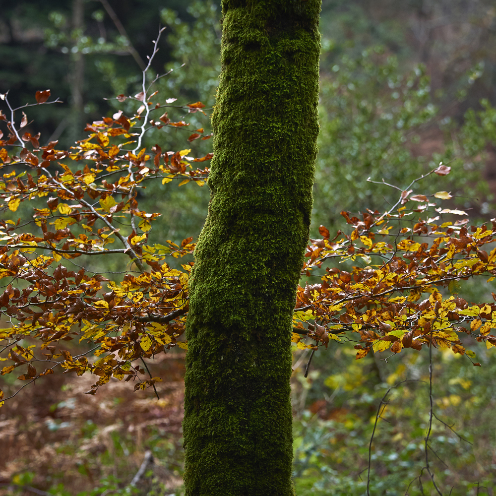 photographie d'arbres en forêt du Cranou - Finistère