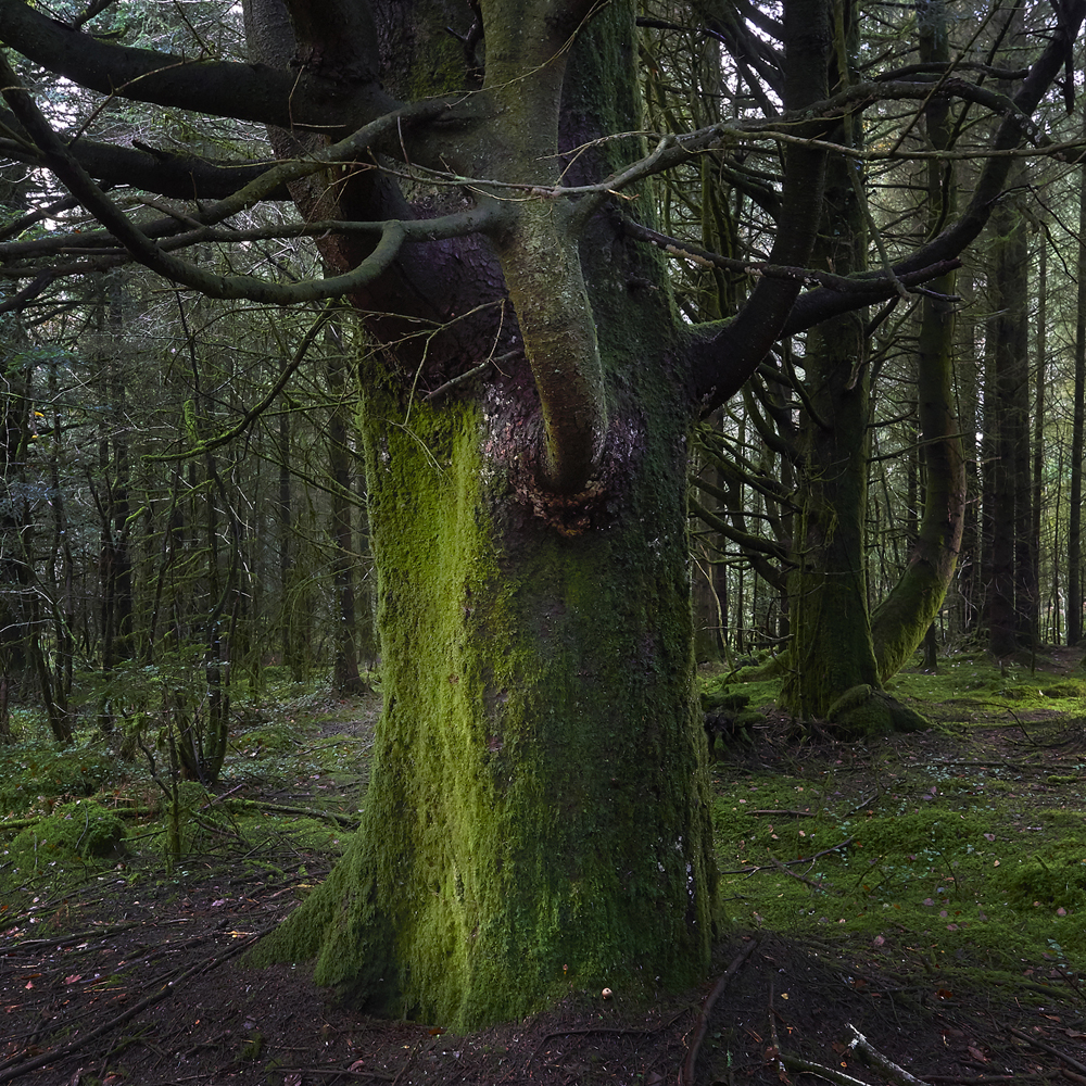 photographie d'arbres en forêt du Cranou - Finistère