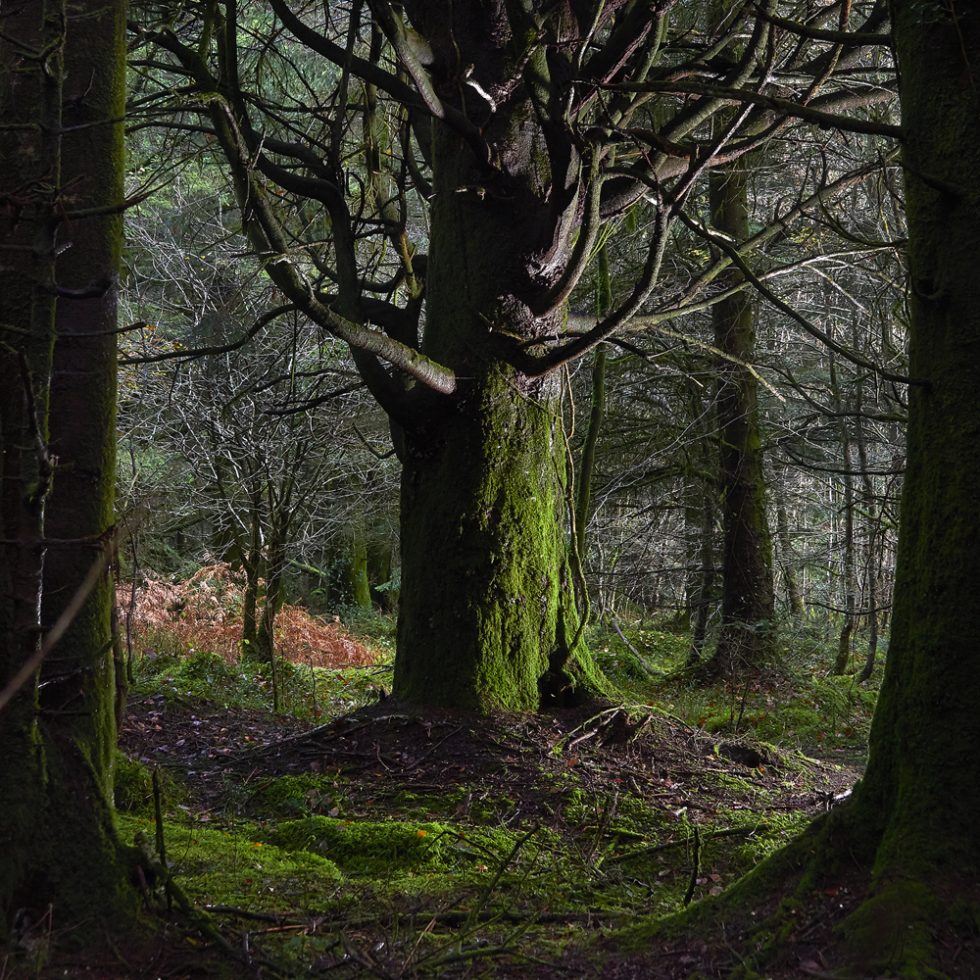 photographie d'arbres en forêt du Cranou - Finistère