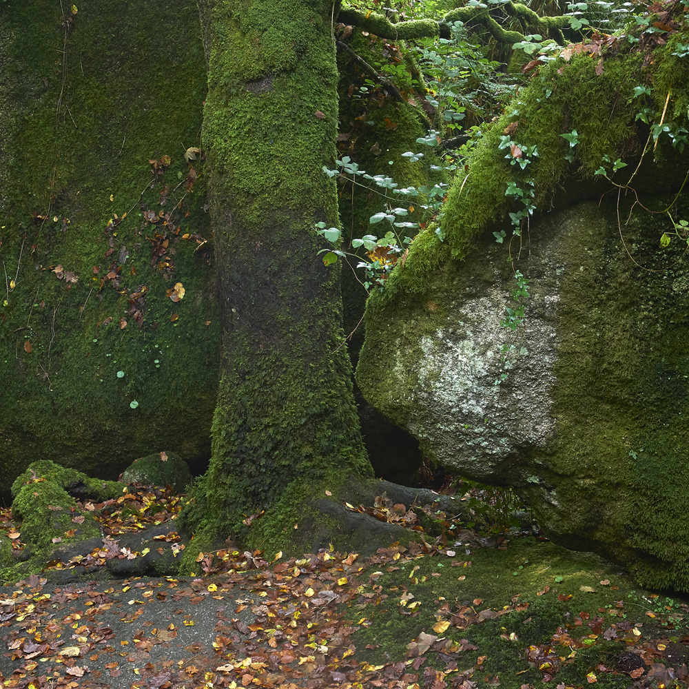 arbres en foret d Huelgoat