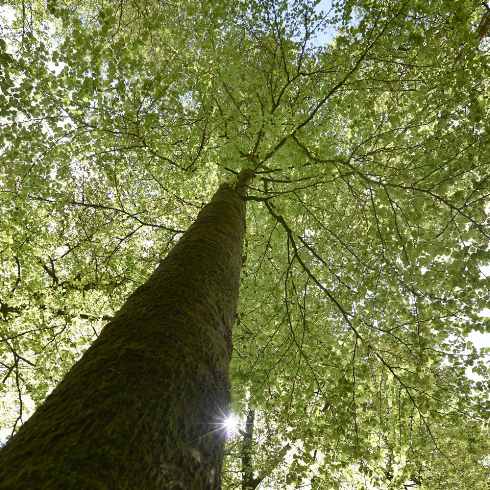 photo d'arbre en forêt Huelgoat printemps Finistère