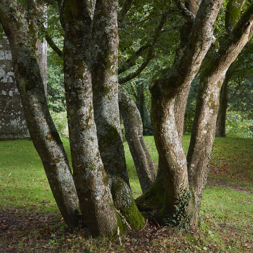 arbres en foret de Plomelin,rive de l Odet , Finistère