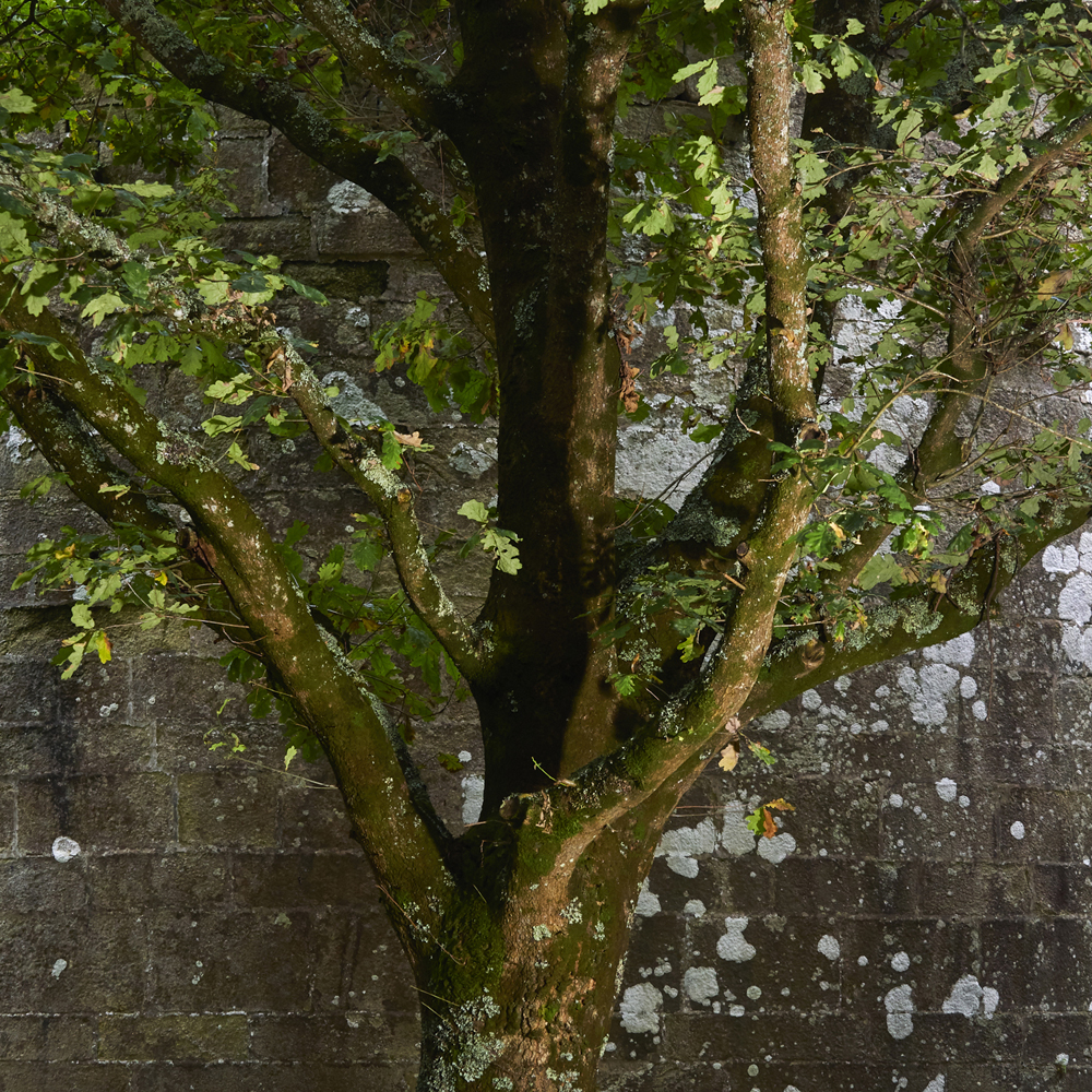 arbres en foret de Plomelin,rive de l Odet