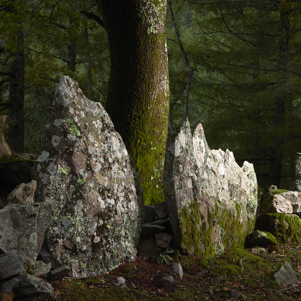 arbres en foret Pays Basque