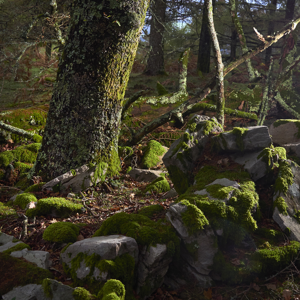 arbres en foret Pays Basque