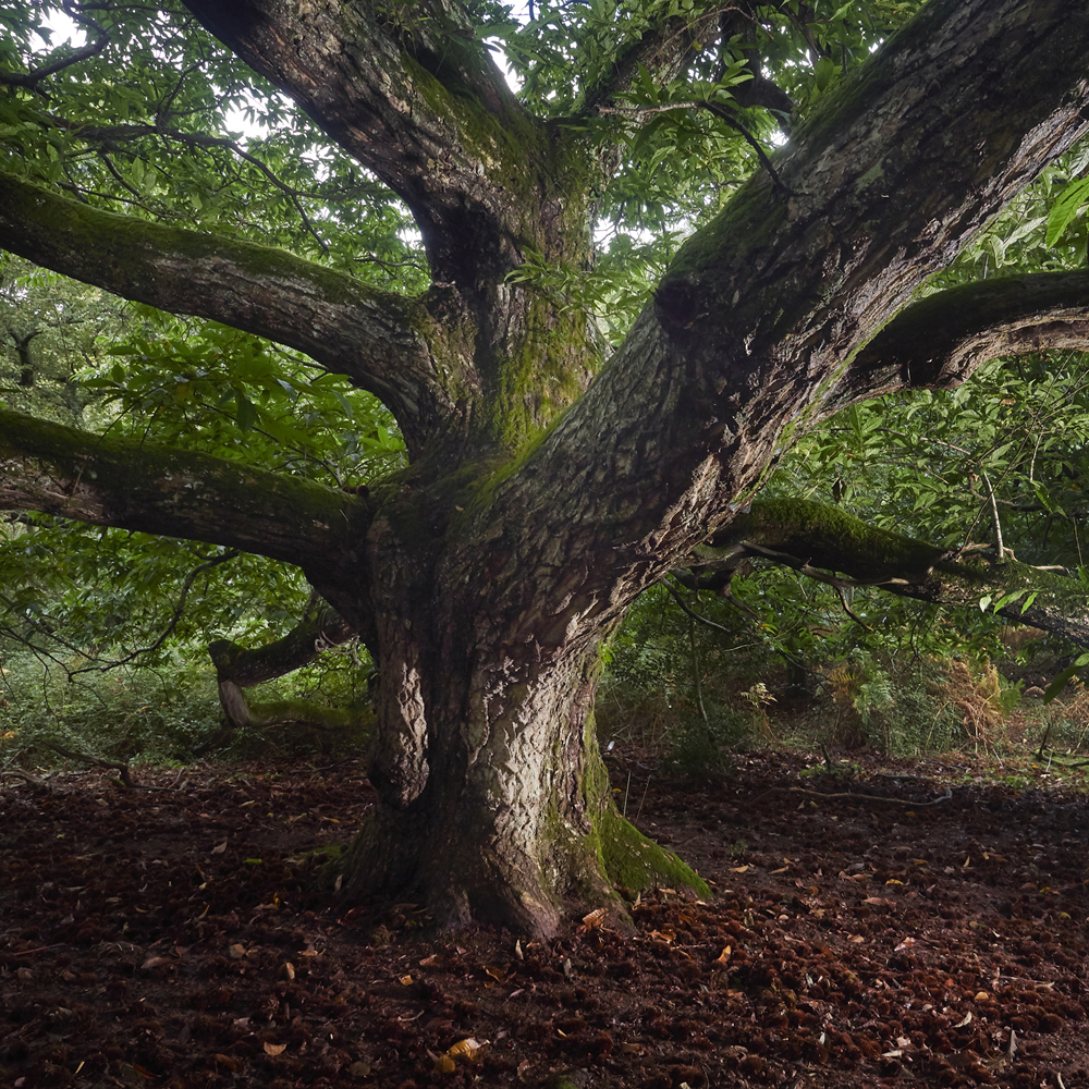 arbres en foret chataigner Pays Basque