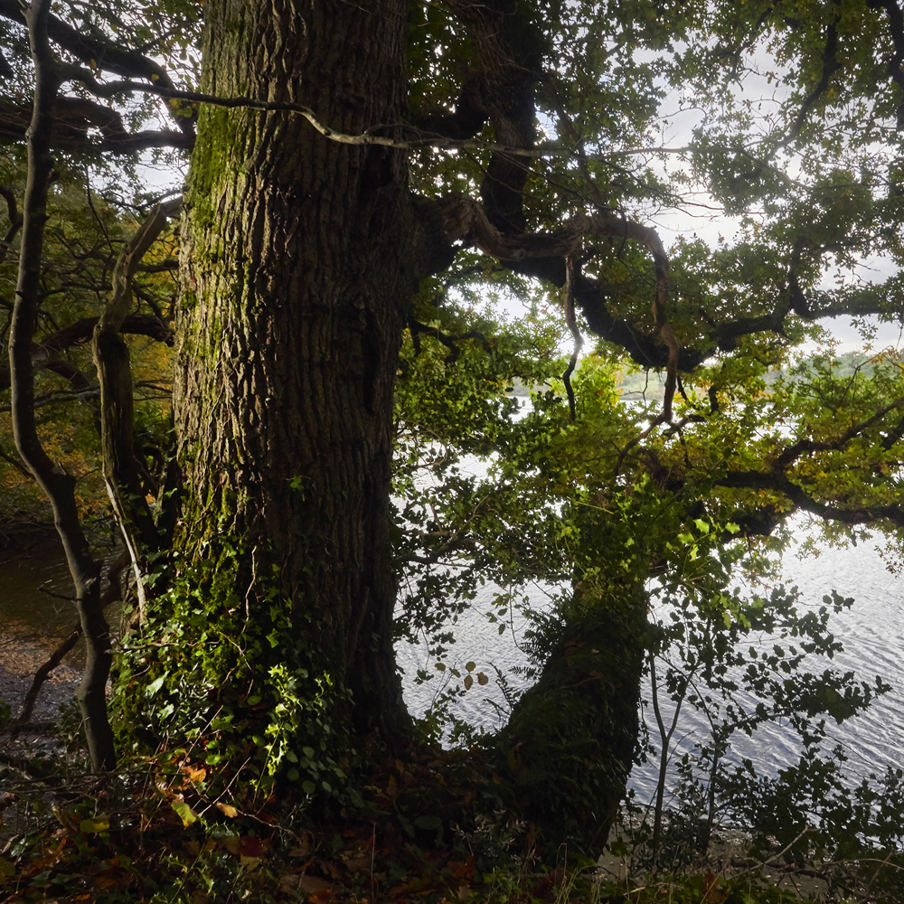 arbres en foret de Plomelin,rive de l Odet