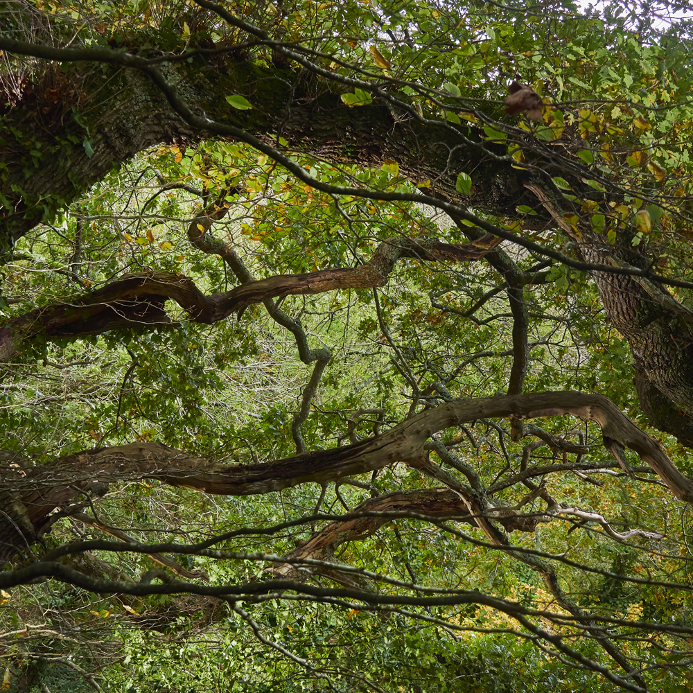 arbres en foret de Plomelin,rive de l Odet