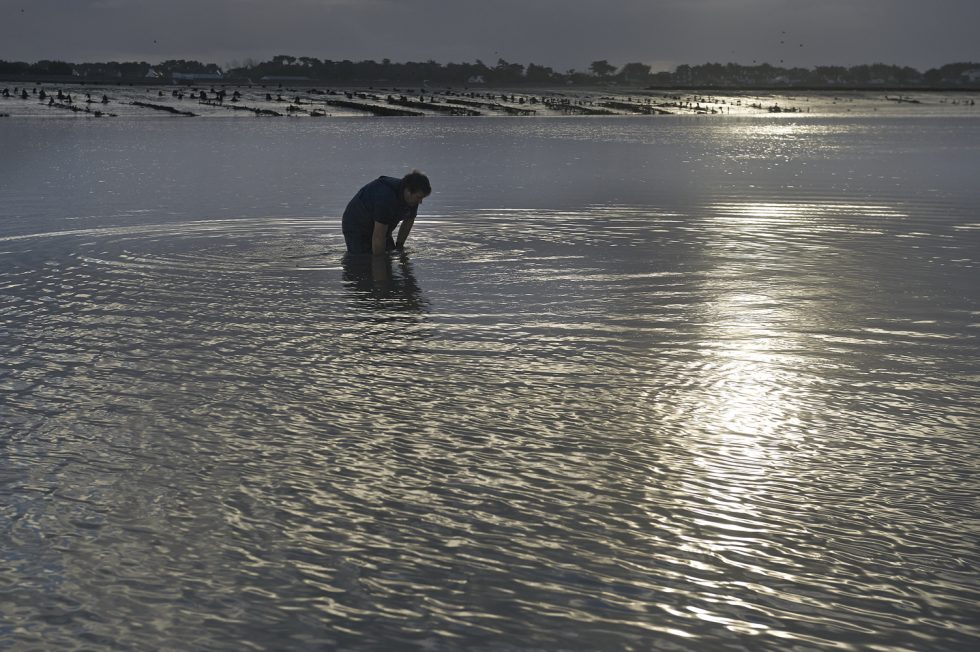 Henri Pellen peche aux huitres sauvages , Ile Tudy